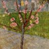 almond tree in blossom 18881.jpgLarge