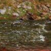 torrent of the petite creuse at freeselines.jpgLarge