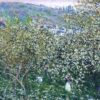 vetheuil flowering plum trees.jpgLarge