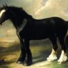 old english black horse.jpgLarge