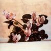 cyclamen 1964.jpgLarge